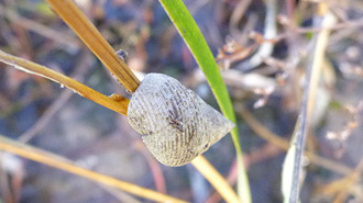 snail in the grass