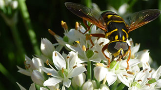 In the Garden