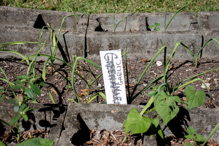 plants growing in a garden bed