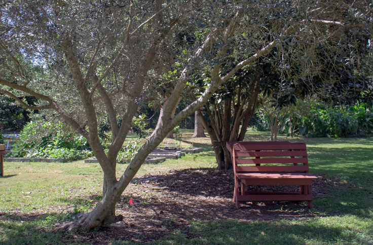 raised beds, plants, trees