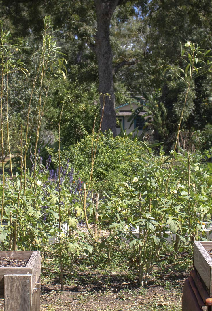 raised garden beds in a field with plants and trees