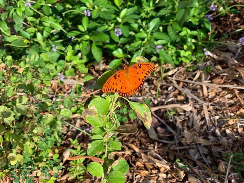 orange butterfly Morningside FB